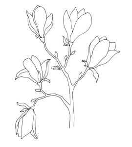 玉兰的花蕾图片-玉兰的花蕾素材-玉兰的花蕾插画-摄图新视界