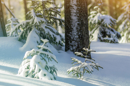 美丽惊人的圣诞节冬季山景。 小的绿杉树覆盖着雪和霜，在寒冷的晴天，清澈的白雪和模糊的树干复制空间背景。