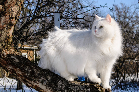 树上的白猫