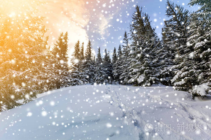 圣诞节冬季景观。 美丽的高杉树覆盖着雪和霜在山坡上，明亮的阳光照亮了蓝天复制空间背景。 新年快乐，圣诞贺卡快乐。