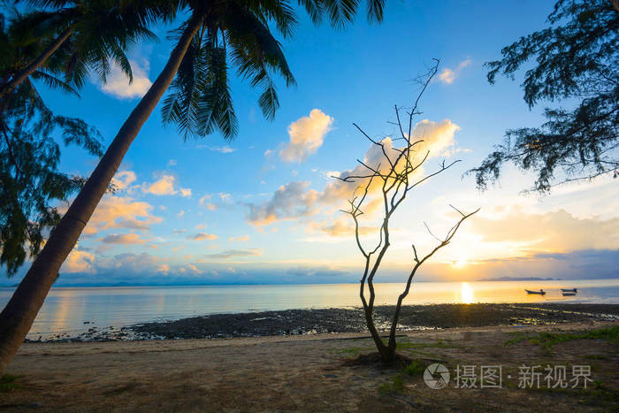 日落前美丽的蓝色金色黄昏的天空剪影枯干的树和傍晚海滩上的椰子树