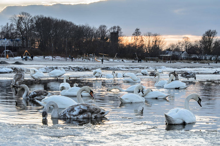 波罗的海冰封海岸上的白色天鹅花