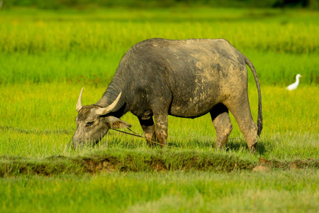 泰国水牛吃草绿田农田