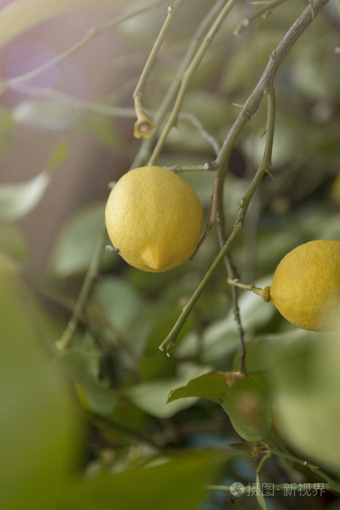 花园里柠檬树枝上的一串新鲜成熟的柠檬