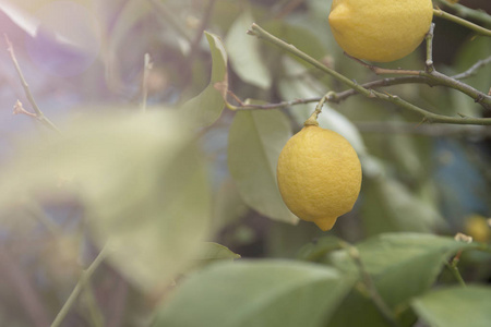 花园里柠檬树枝上的一串新鲜成熟的柠檬