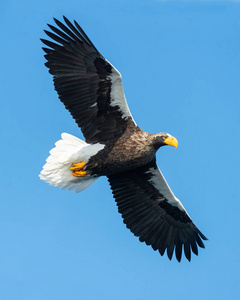 s sea eagle in flight. Scientific name Haliaeetus pelagicus. Sk