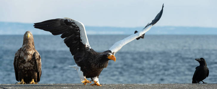 s sea eagle landed. Scientific name Haliaeetus pelagicus. Blue 