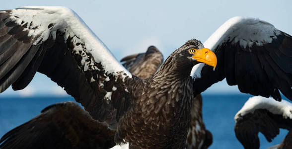 s sea eagle landed. Scientific name Haliaeetus pelagicus. Blue 