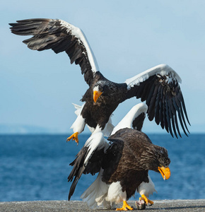 s sea eagles in fight for prey.