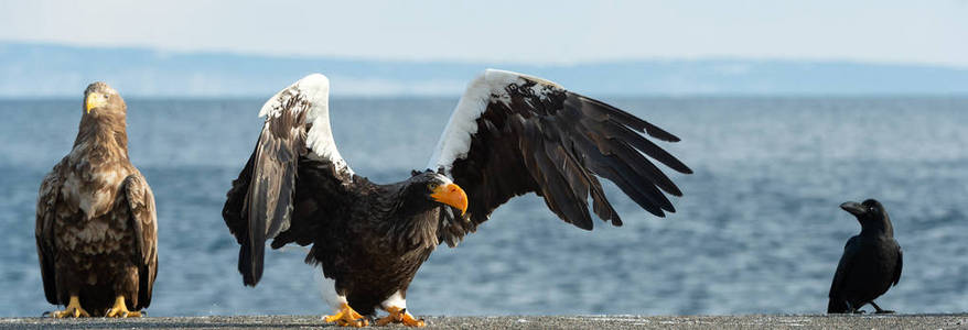 s sea eagle landed. Scientific name Haliaeetus pelagicus. Blue 