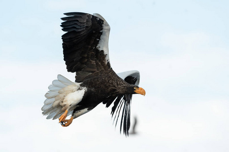 s sea eagle in flight. Sky background. Scientific name Haliaeet