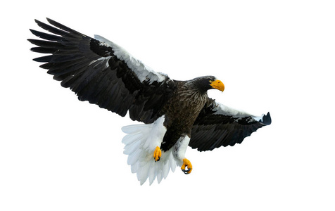 s sea eagle in flight spread his wings isolated on white backgro