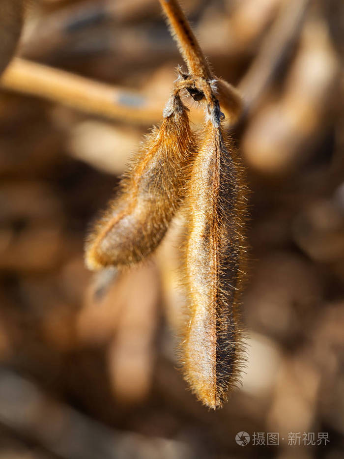 两个成熟的棕色豆荚极端特写