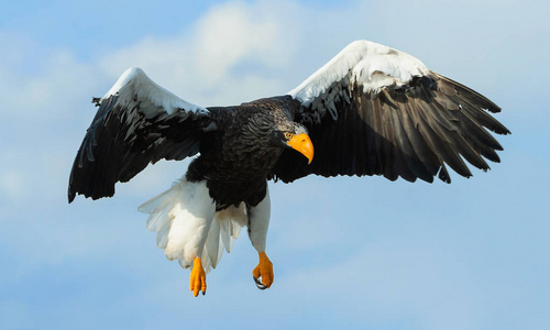 s sea eagle in flight. Scientific name Haliaeetus pelagicus. Sk