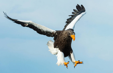 s sea eagle in flight. Scientific name Haliaeetus pelagicus. Sk