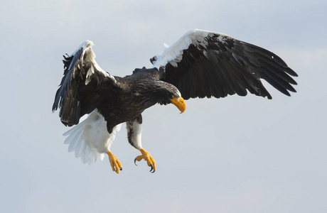 s sea eagle in flight. Sky background. Scientific name Haliaeet