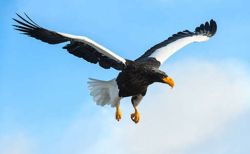 s sea eagle in flight. Scientific name Haliaeetus pelagicus. Sk