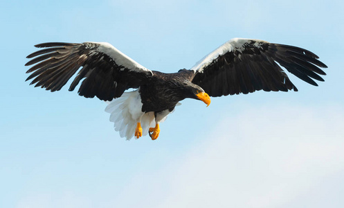 s sea eagle in flight. Scientific name Haliaeetus pelagicus. Sk