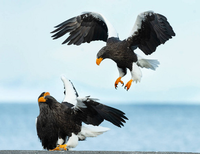 s sea eagles. Scientific name Haliaeetus pelagicus. Blue sky an