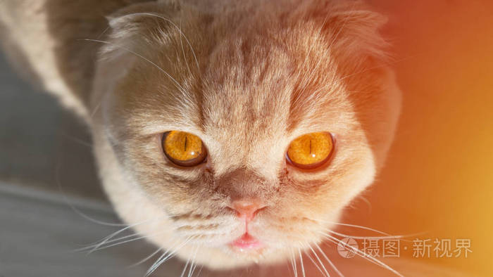 美丽的苏格兰猫金黄色的眼睛在阳光下仰望苏格兰折叠猫旗