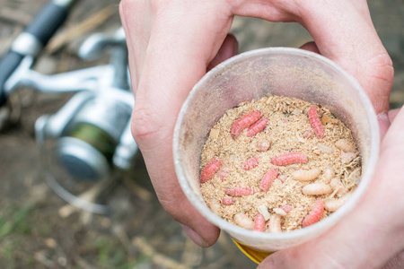 活的红白蛆活饵在圆形的盒子里钓鱼,男人手里拿着鱼饵.