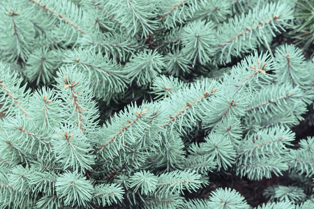 浅蓝色云杉枝条背景。 带针的圣诞树树枝。 蓝色云杉，绿色云杉，白色云杉，科罗拉多云杉，或科罗拉多蓝云杉，云杉，凤眼，特写