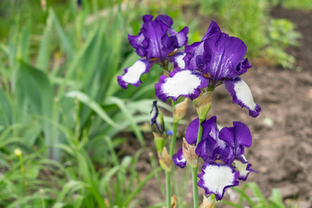 在绿叶和花坛的背景上关闭虹膜花的视图。 美丽的品种艺术装饰白色蓝色紫罗兰花园虹膜。 选择性聚焦