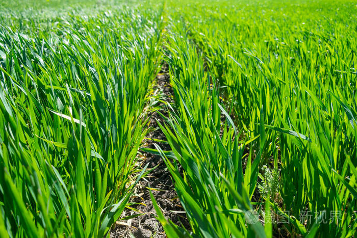 春季幼苗生长在土壤中的年轻麦田绿色麦田小麦快关门选择性聚焦农业