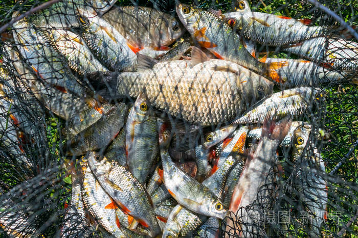 许多蟑螂在渔网上. 钓鱼概念好抓.