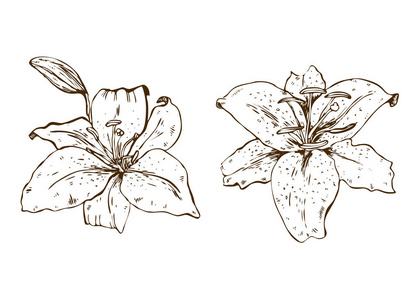 两朵美丽的轮廓百合花. 白色背景上分离的大百合花的插图. 手绘矢量.