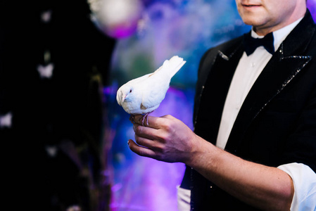 法师帽子法师的手拿着一个袋子,拿着一只鸽子的神奇仪式,表演魔术师