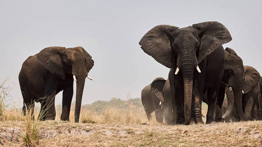 在博茨瓦纳，在旱季，一群雄伟的大象逼近。