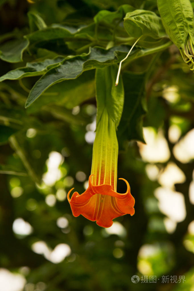 strumpetbrugmansiasanguinea