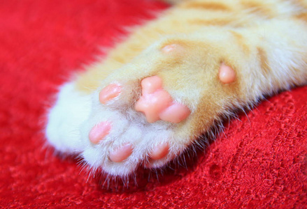 猫橘子。 小猫在红色背景下露出粉红色的爪子