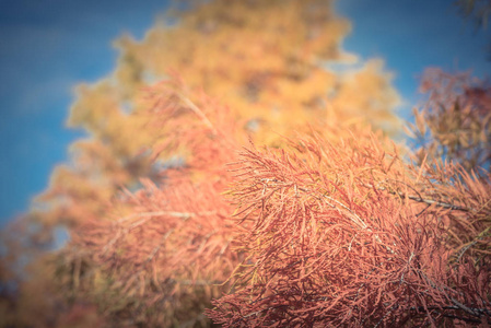 复古色调关闭了层状树枝的秃柏树，精细的蕨类植物，如铜红色的叶子在秋季在达拉斯德克萨斯美国。 科学名称是