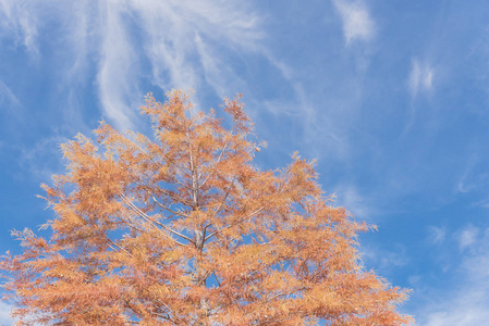 美丽的高秃柏科学名称二尖顶树与小圆锥。 美国达拉斯附近的云蓝色天空在秋天的季节，有层次的枝条，铜红色的叶子。