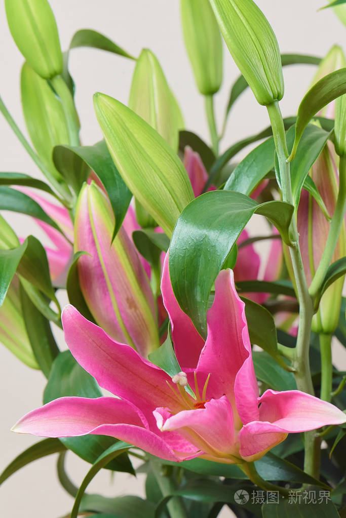 一束美丽的粉红色百合花,没有花蕾. 一束鲜花.