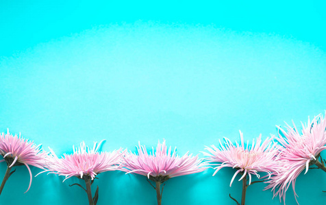 粉红色的真正美丽的菊花在蓝色的背景空间上，供文字使用