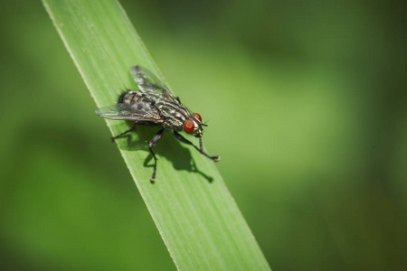 高高的侧前,丰满的身体视图,一只肉苍蝇坐在草叶上,前腿(拉丁语:石棺