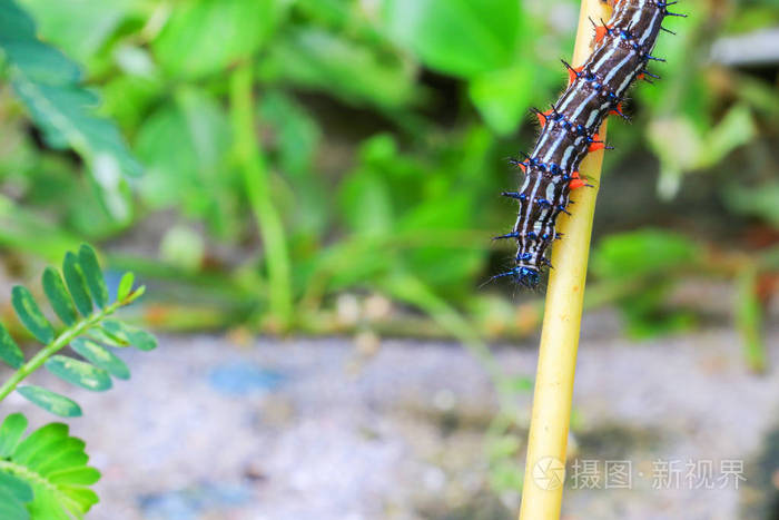 毛虫黑白条纹行走在叶片上紫草属毛虫选择视野浅的焦点