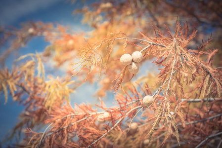 复古色调关闭秃顶柏树科学名称二栖树与小圆锥和铜红色的叶子在秋季季节附近的达拉斯德克萨斯美国。