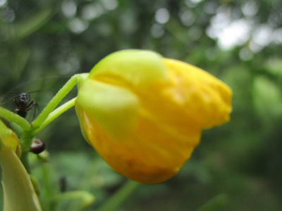 五颜六色的花，美丽的自然