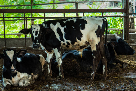 泰国养牛场的奶牛
