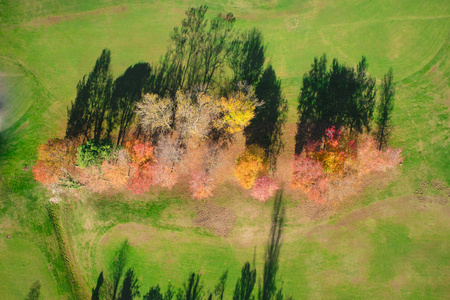 全秋时节一小群树的俯视图图片