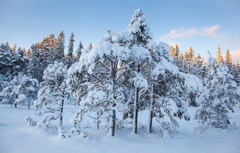 美丽的冬季景观雪树