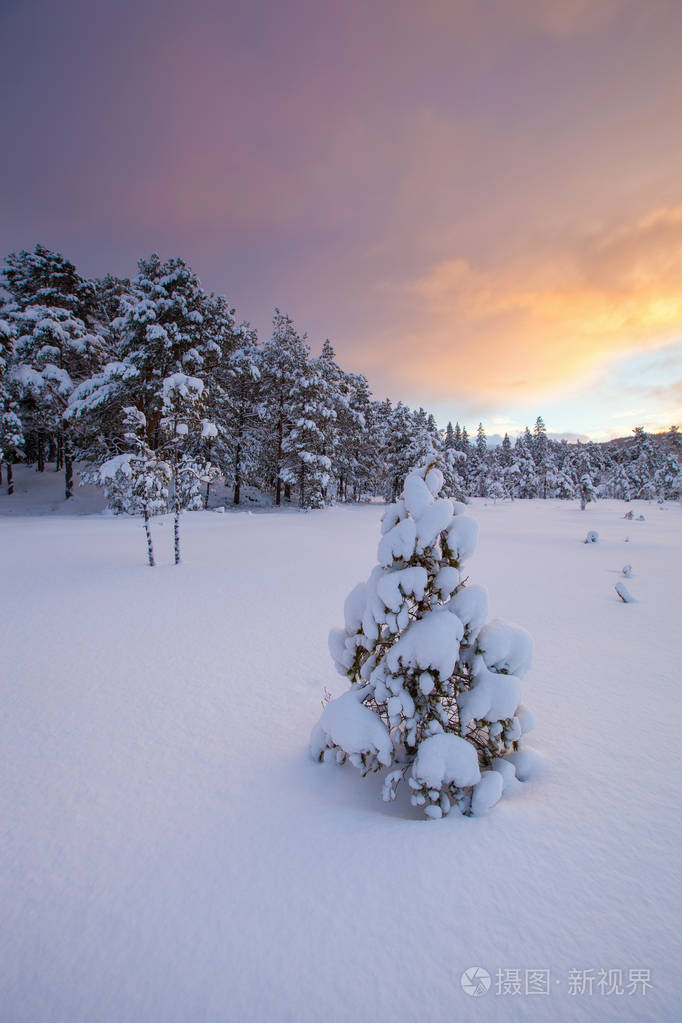 最美的雪景树图片图片