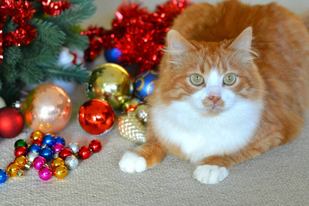 圣诞装饰球里的橙色猫宠物