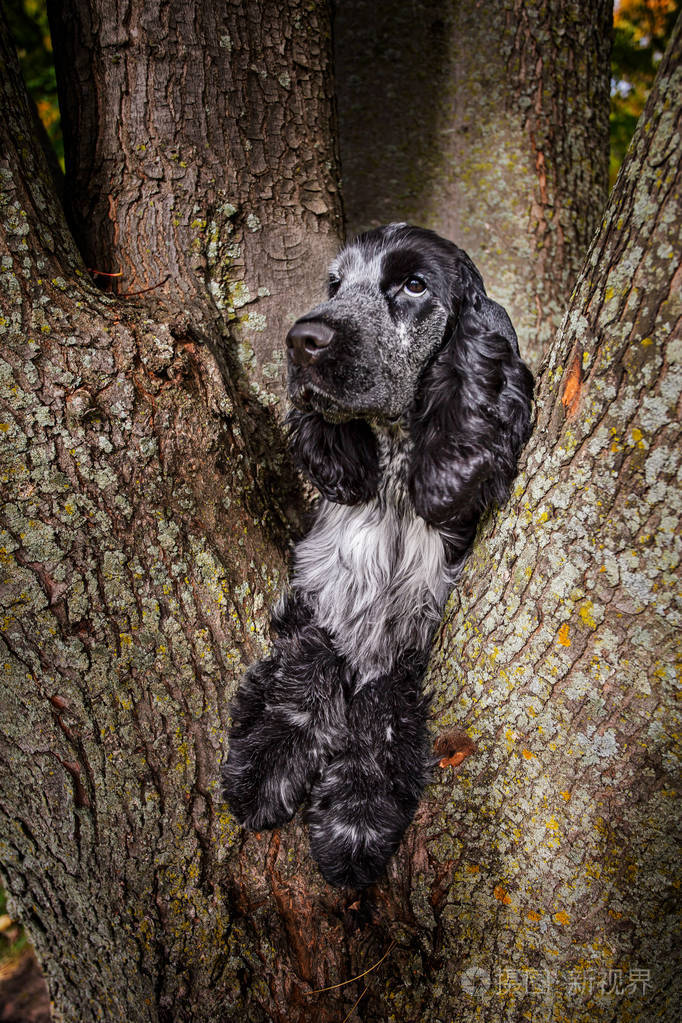 坐在树上的英国公鸡猎犬