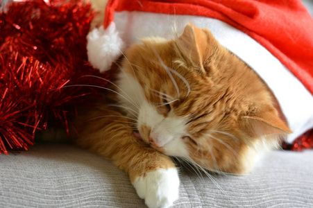 圣诞帽里的橙色猫宠物