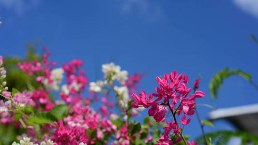 花园里的一群粉红色的花和蜜蜂。五颜六色的花。一群黄色白色和粉红色的花。